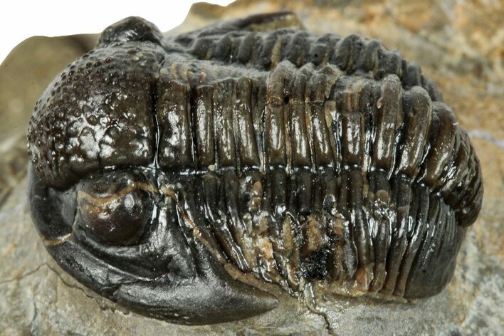Curled Gerastos Trilobite Fossil - Morocco #277631